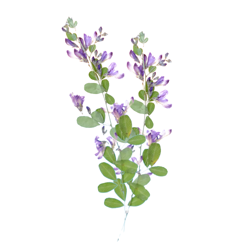 6pcs,nature Lespedeza Formosa  – обзор и цена Dried Flower Bookmark
