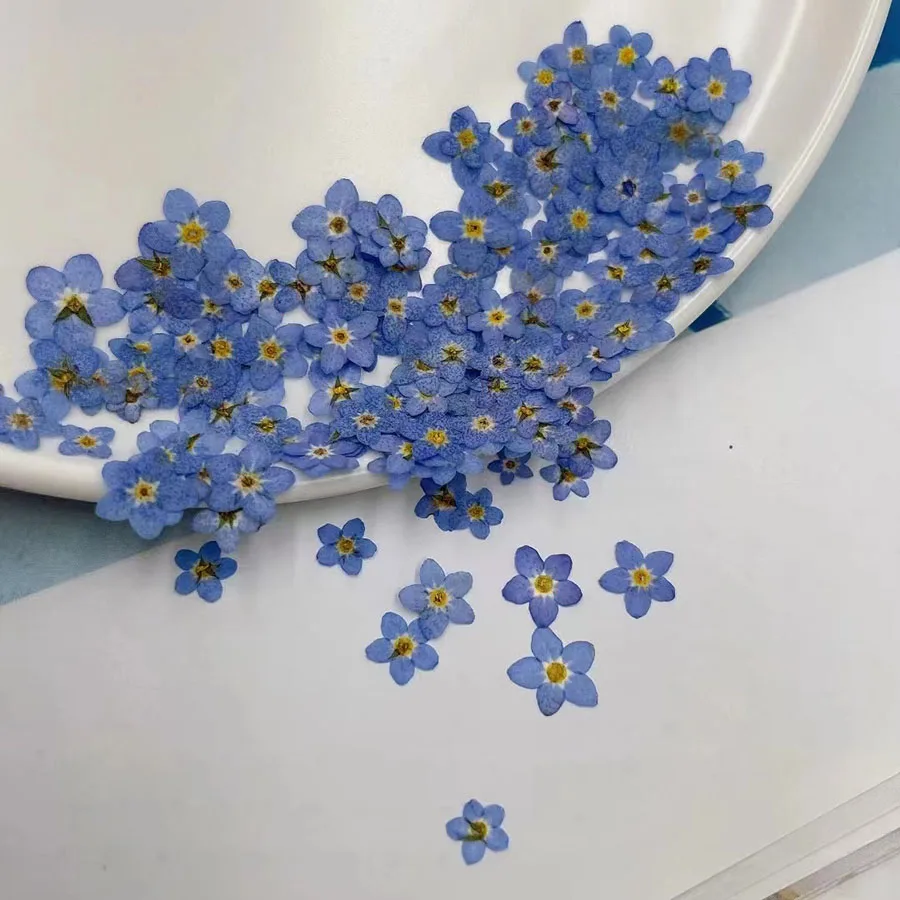 100pcs Pressed Dried Mini Blue – обзор и цена Dried Flower Bookmark