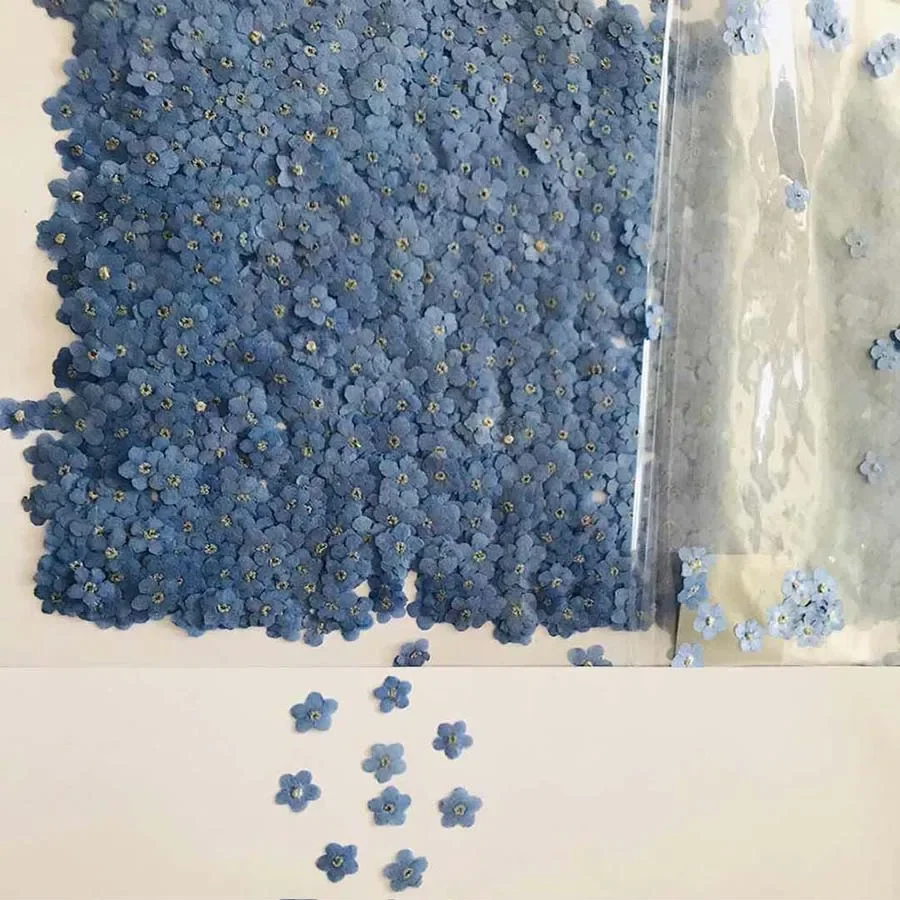 100pcs Pressed Dried Mini Blue – обзор и цена Dried Flower Bookmark