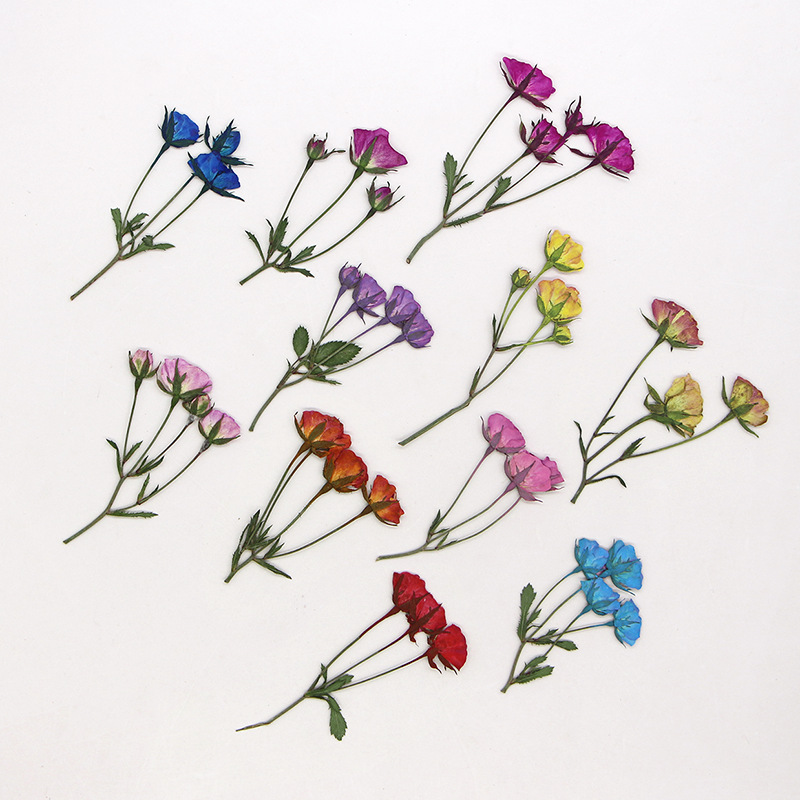 36X Pressed Dried Multi-heads  – обзор и цена Dried Flower Bookmark