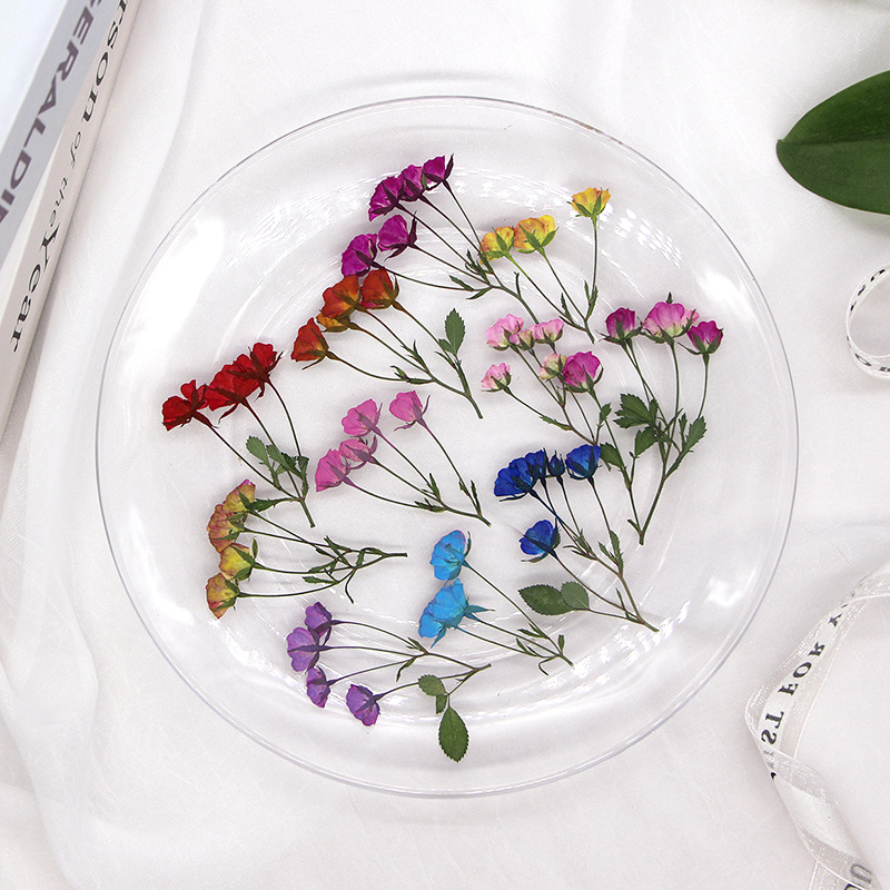 36X Pressed Dried Multi-heads  – обзор и цена Dried Flower Bookmark