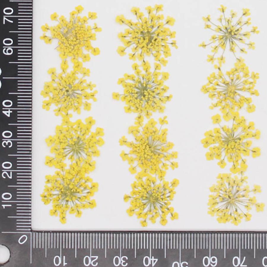 60pcs Pressed Dried 15-20mm Am – обзор и цена Dried Flower Bookmark
