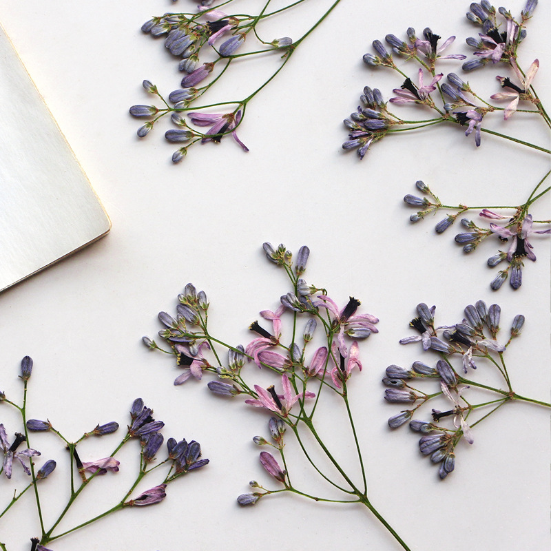 60Pcs Neem Tree Flower Branche – обзор и цена Dried Flower Bookmark