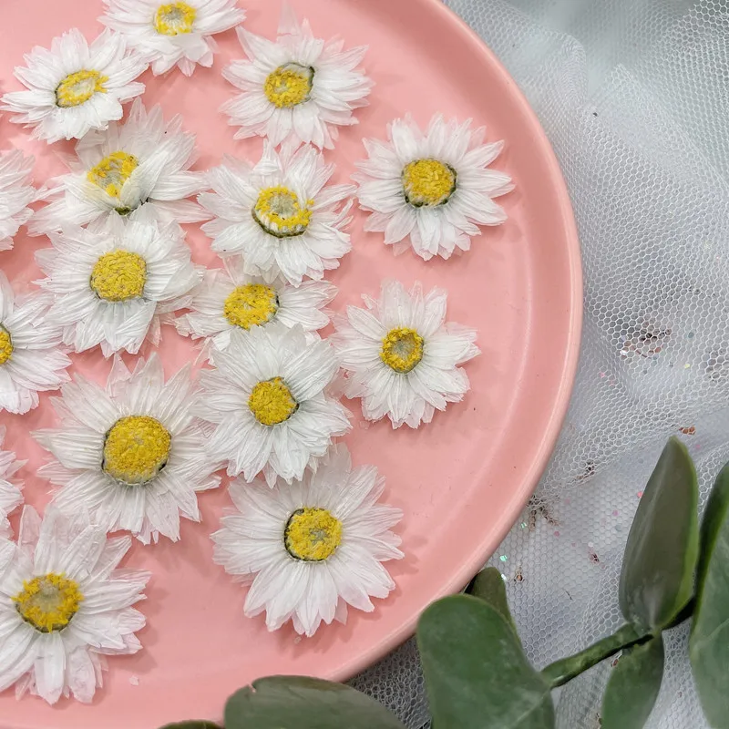 24pcs/2-4CM,Natural Pressed Fl – обзор и цена Dried Flower Bookmark
