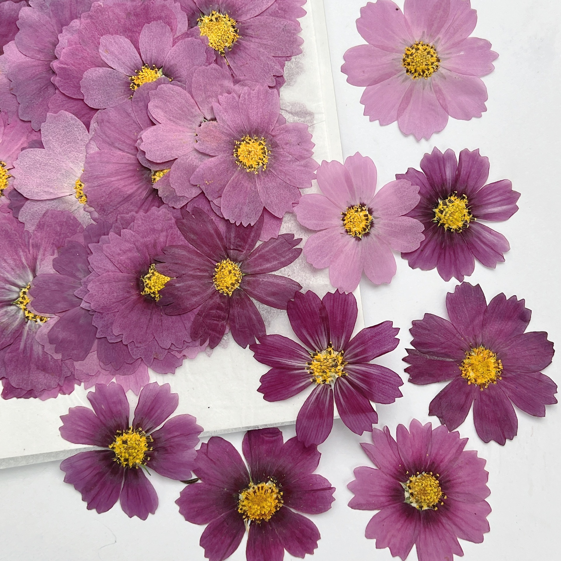 100Pcs Cosmos Dried Flower Pre – обзор и цена Dried Flower Bookmark