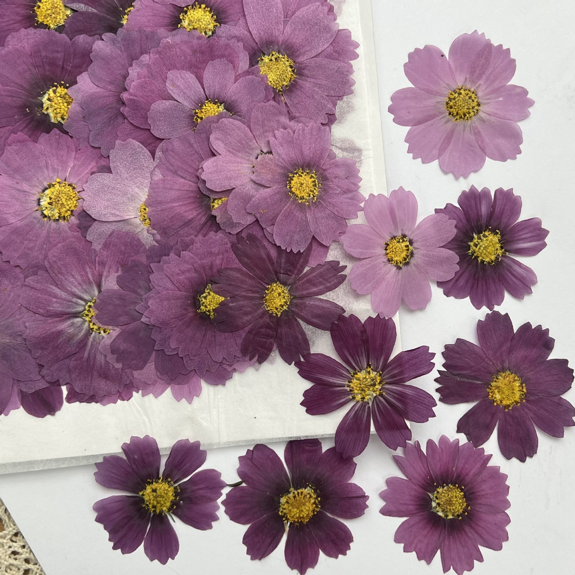 100Pcs Cosmos Dried Flower Pre – обзор и цена Dried Flower Bookmark