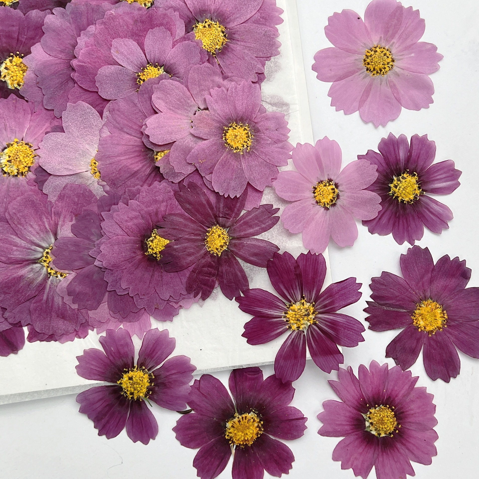 100Pcs Cosmos Dried Flower Pre – обзор и цена Dried Flower Bookmark