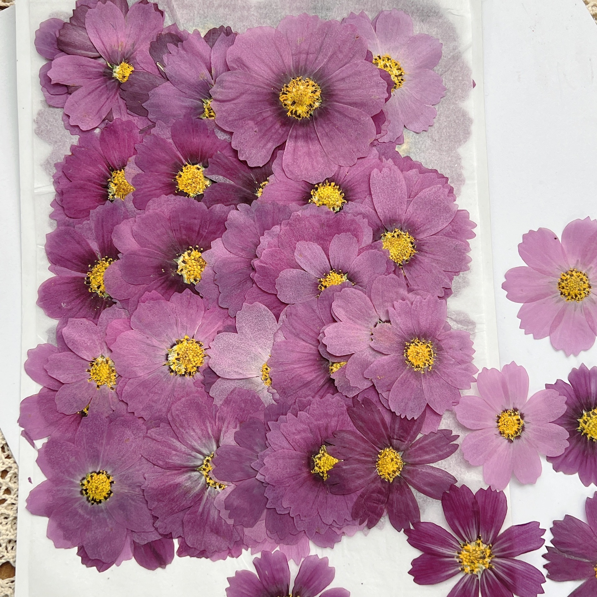 100Pcs Cosmos Dried Flower Pre – обзор и цена Dried Flower Bookmark