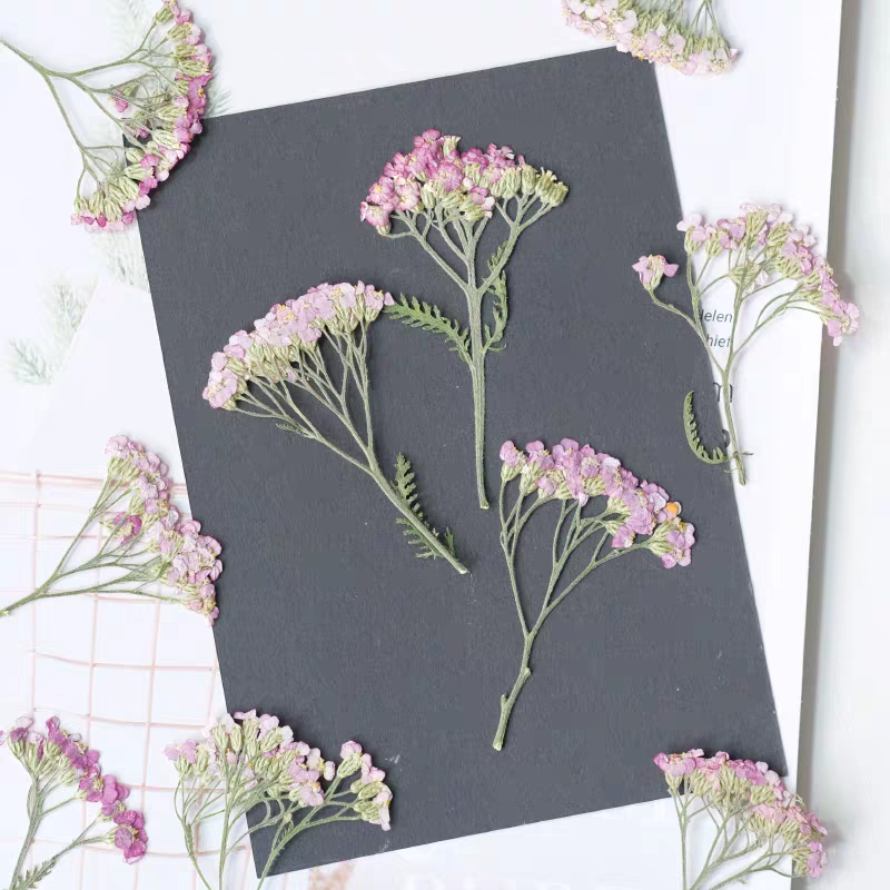 60pcs Pressed Dried Yarrow Ach – обзор и цена Dried Flower Bookmark