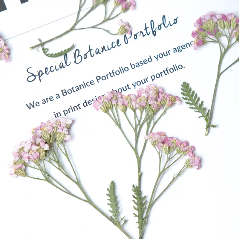 60pcs Pressed Dried Yarrow Ach – обзор и цена Dried Flower Bookmark