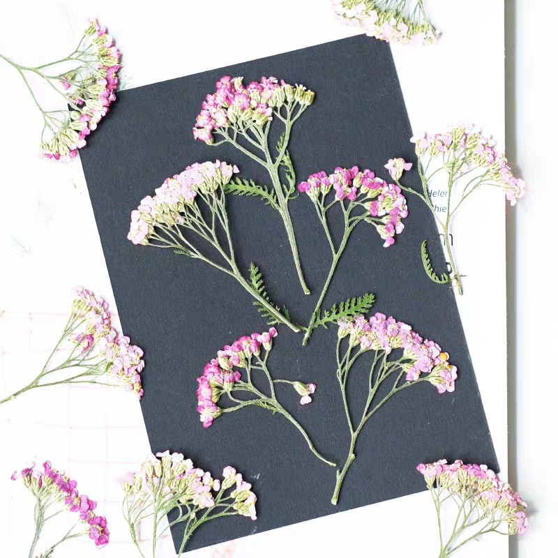 60pcs Pressed Dried Yarrow Ach – обзор и цена Dried Flower Bookmark