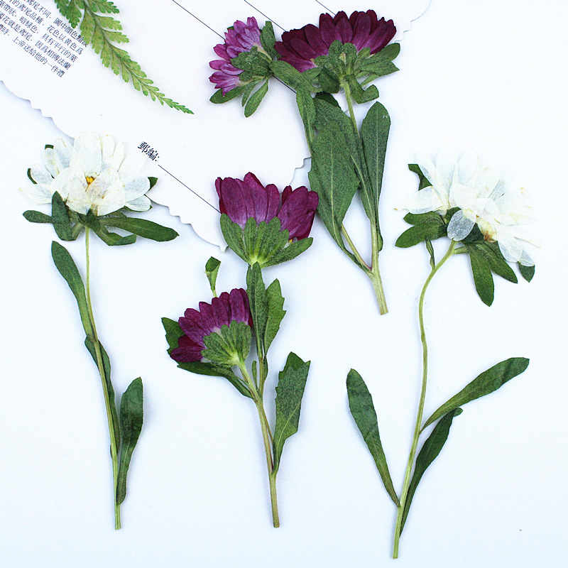 24pcs,Mini Chrysanthemum Press – обзор и цена Dried Flower Bookmark